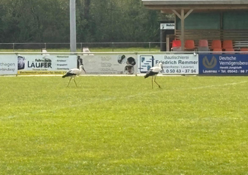 Fußballcamp April 2026 H96 bei Victoria Lauenau